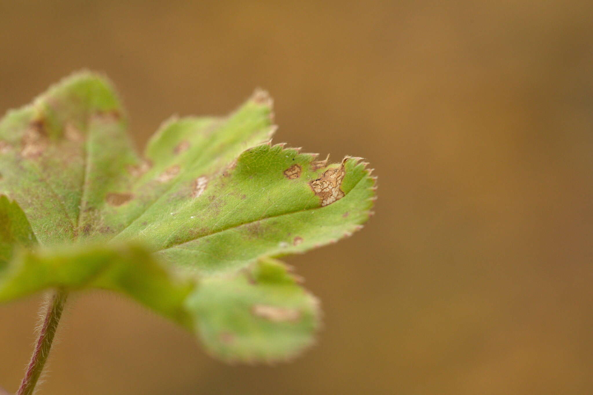 Image of Alchemilla sarmatica Juz.