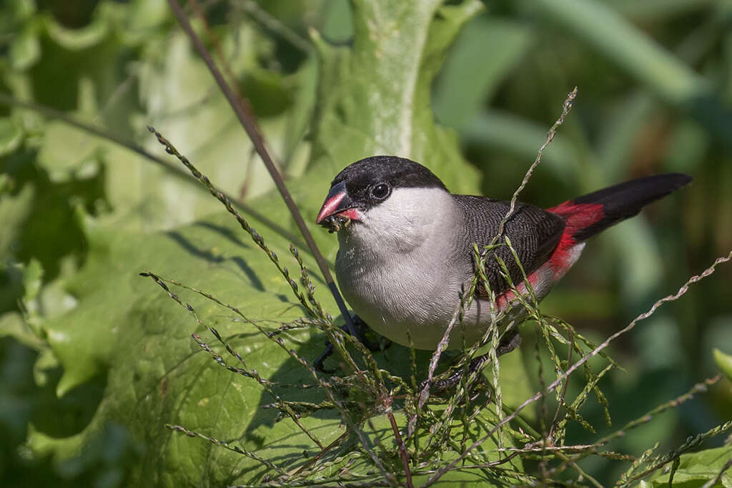 Image of Black-crowned Waxbill