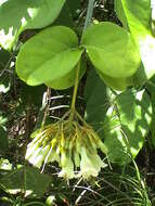 Image of Utania racemosa (Jack) Sugumaran