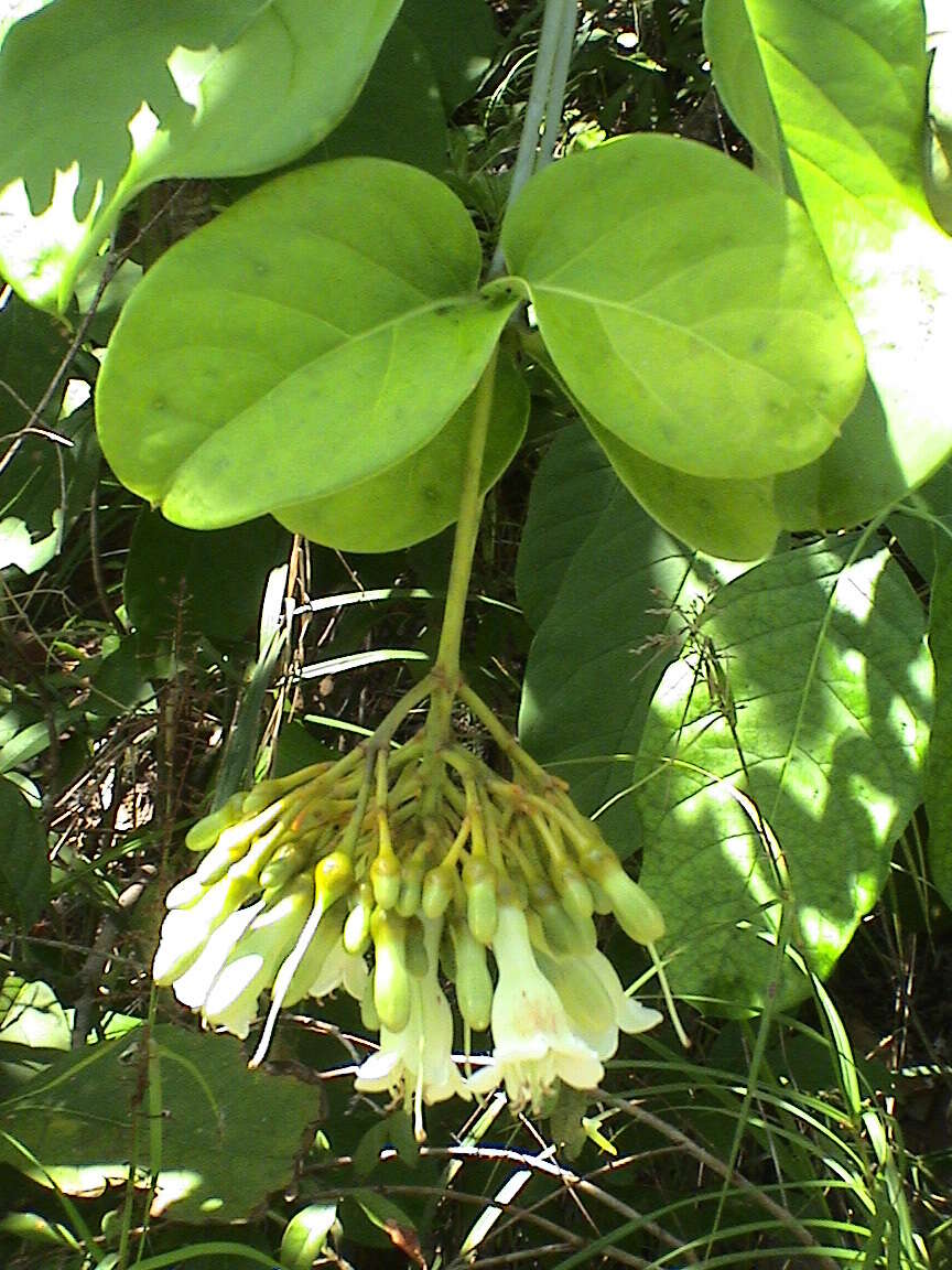 Image de Utania racemosa (Jack) Sugumaran