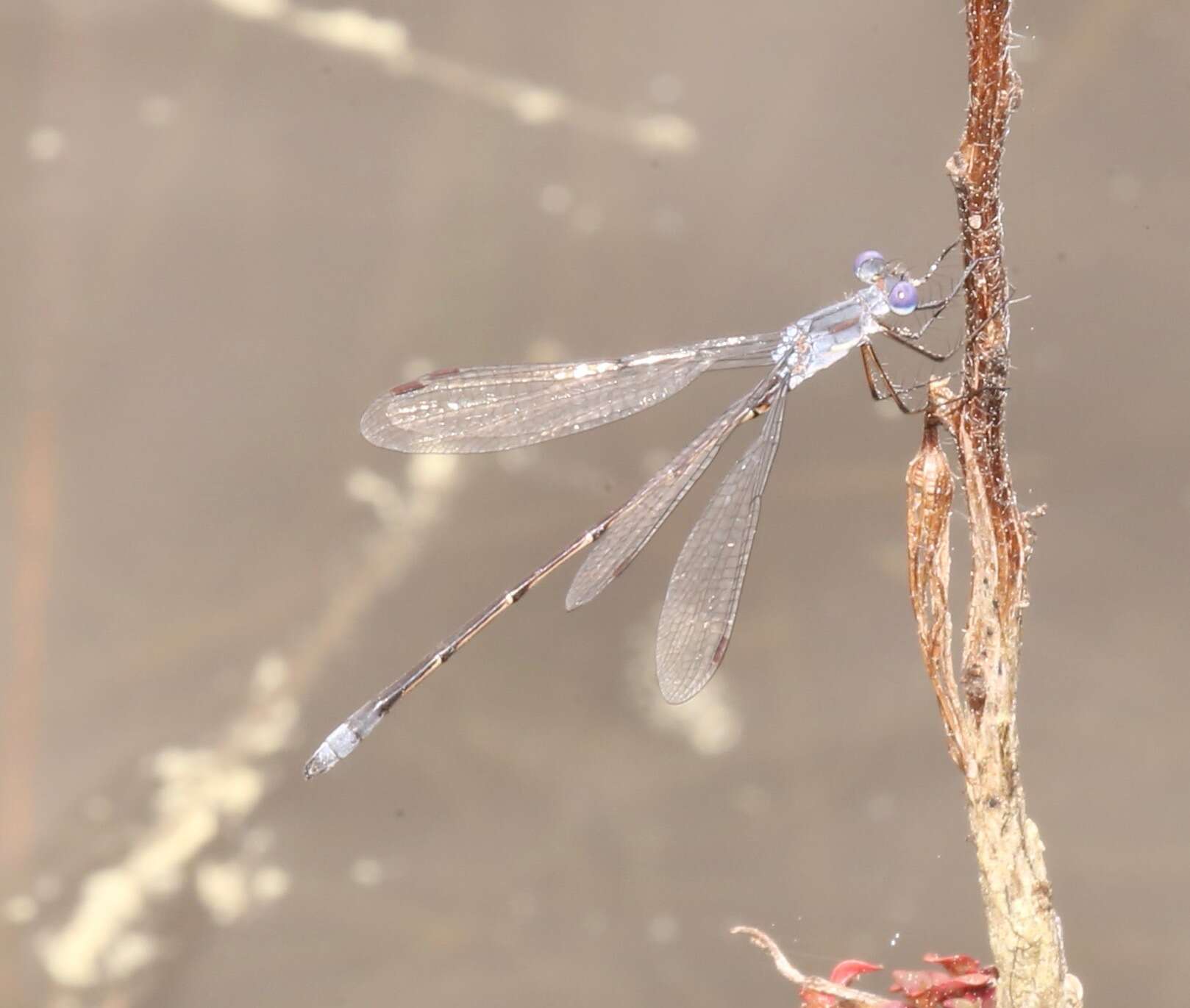 Image of Carolina Spreadwing