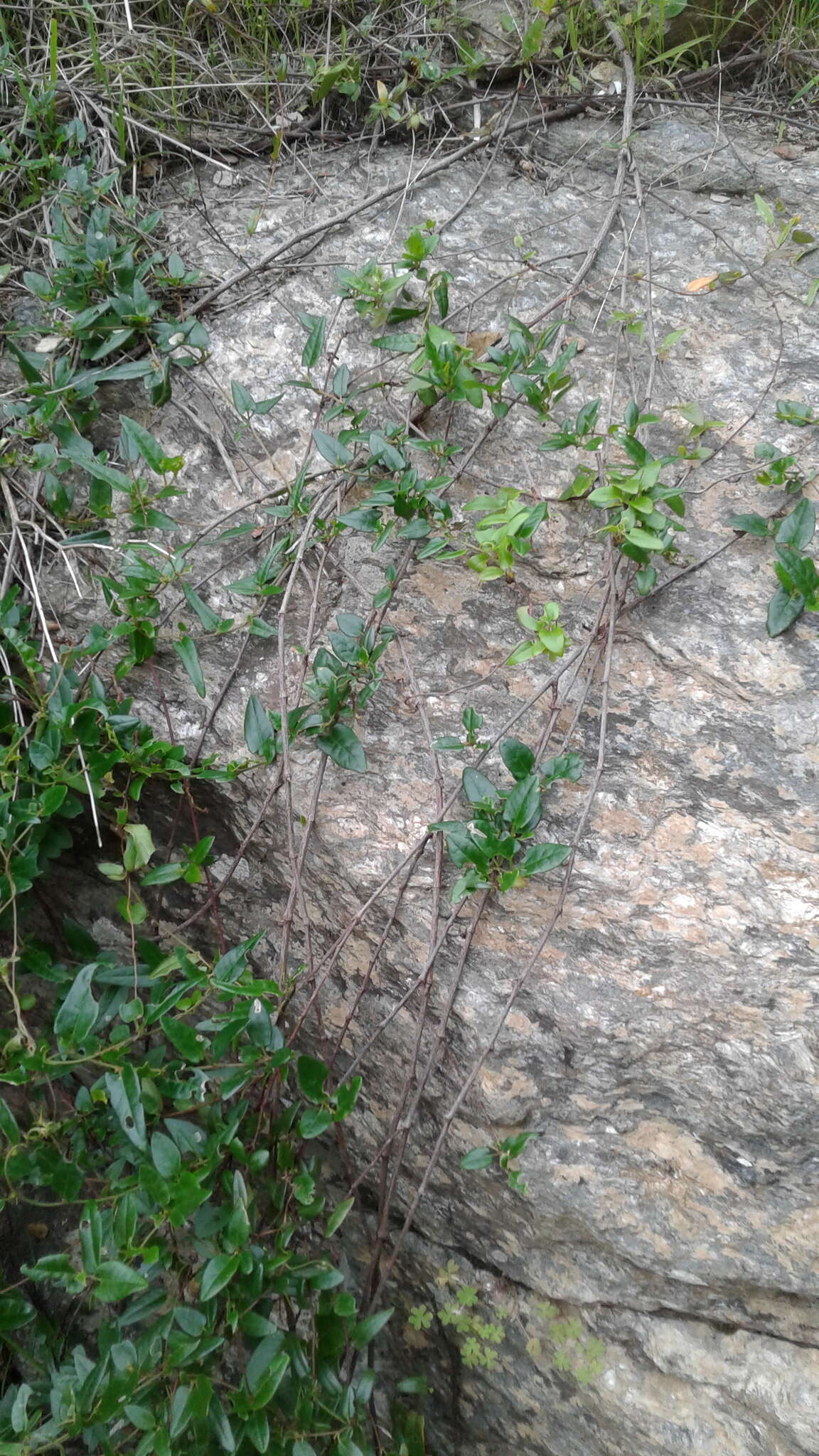 Image of Muehlenbeckia gunnii (Hook. fil.) Walp.