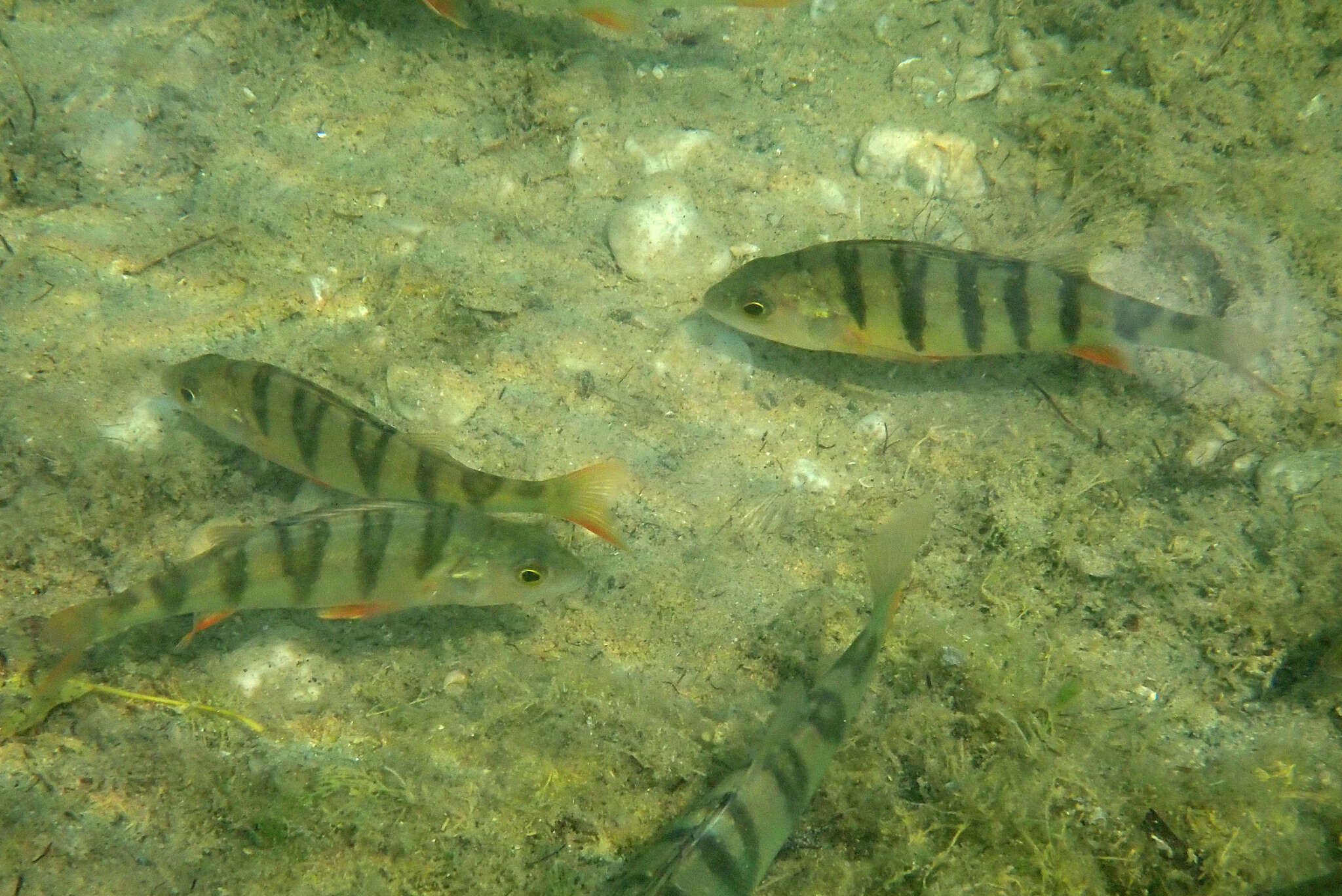 Image of Perch