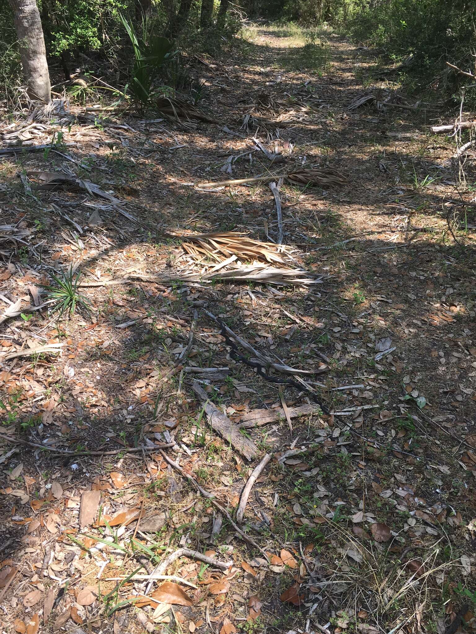 Image of Coluber constrictor helvigularis Auffenberg 1955