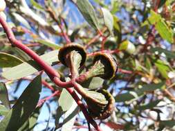 Image of Eucalyptus armillata D. Nicolle & M. E. French