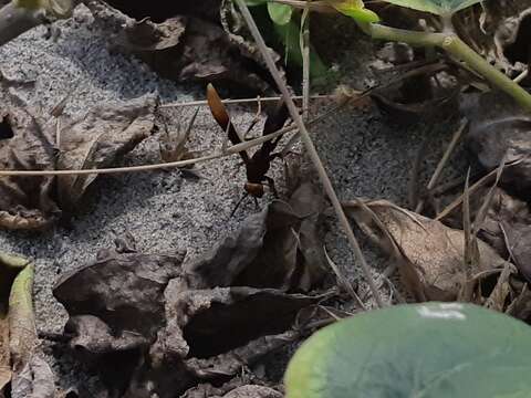 Image of Polistes infuscatus Lepeletier 1836