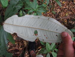 Image of Miconia elata (Sw.) DC.