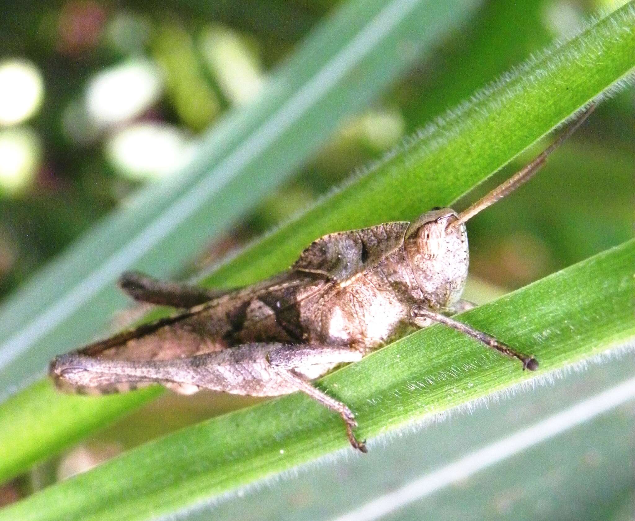 Image of Xyleus discoideus venezuelae Carbonell 2004