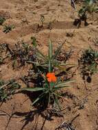 Tricliceras longepedunculatum (Mast.) R. B. Fernandes resmi