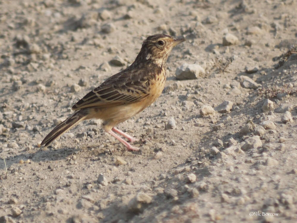 Image of Flappet Lark