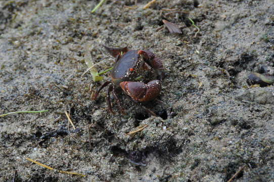 Image of rough redeye crab