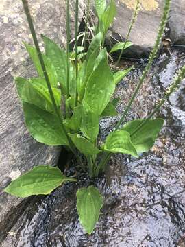 Image of Plantago longissima Decne.