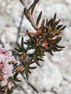 Imagem de Eriogonum ericifolium Torr. & Gray