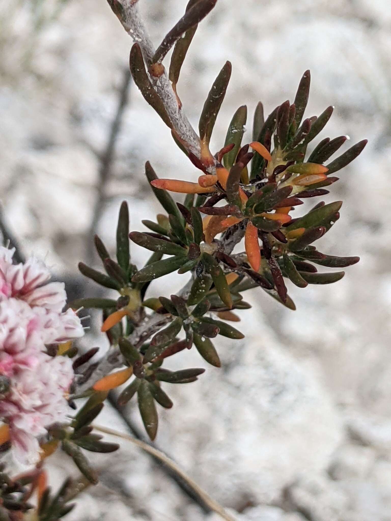 Imagem de Eriogonum ericifolium Torr. & Gray