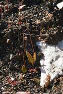 Image of Bulbine diphylla Schltr. ex Poelln.