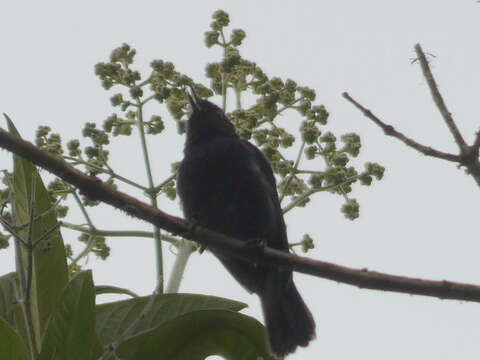 Image of Black Flower-piercer