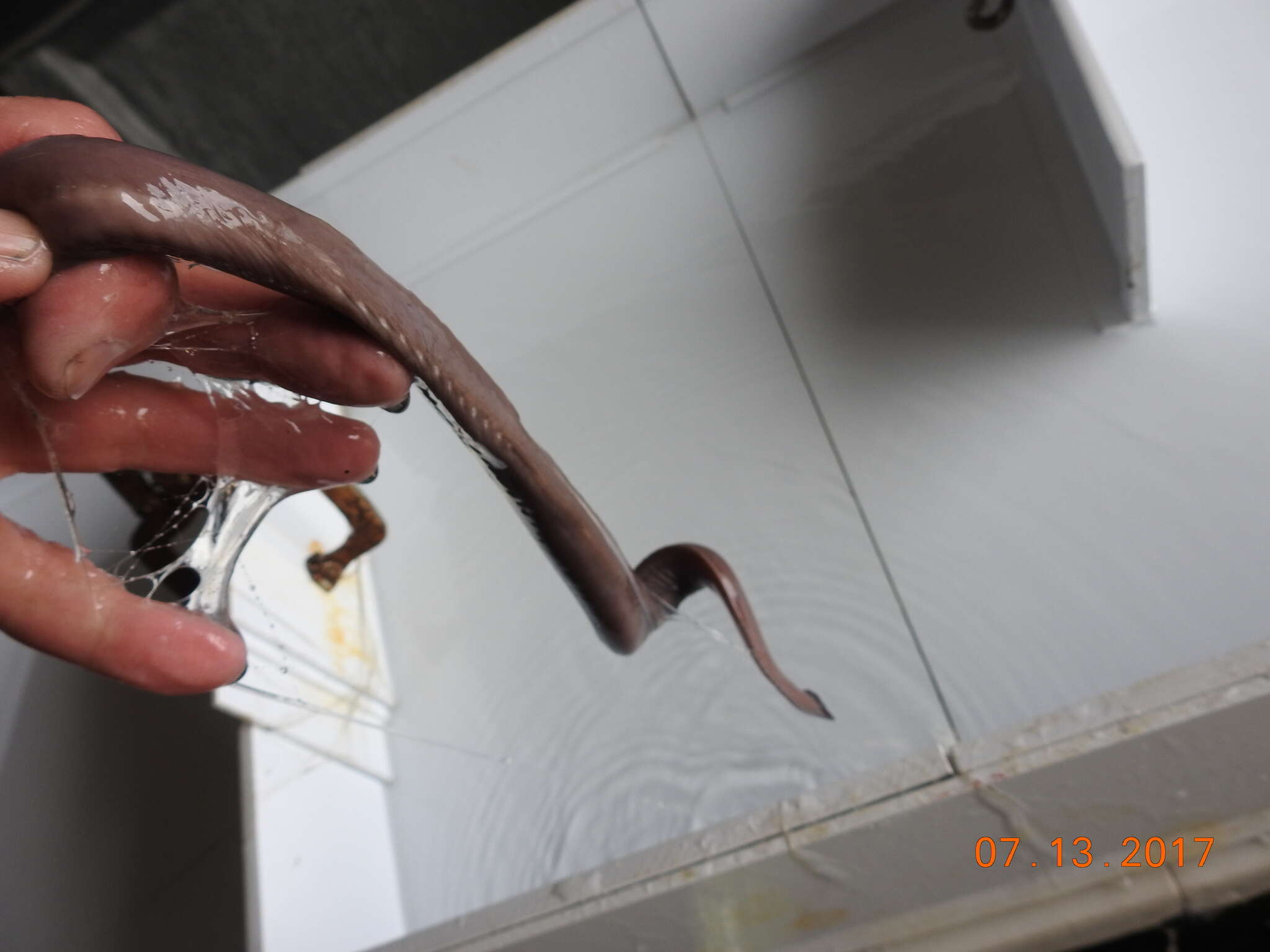 Image of California Hagfish