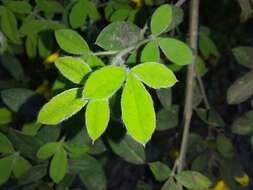 Image of Hairy Broom