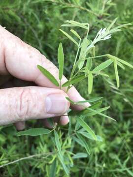 Imagem de Lespedeza virginica (L.) Britton