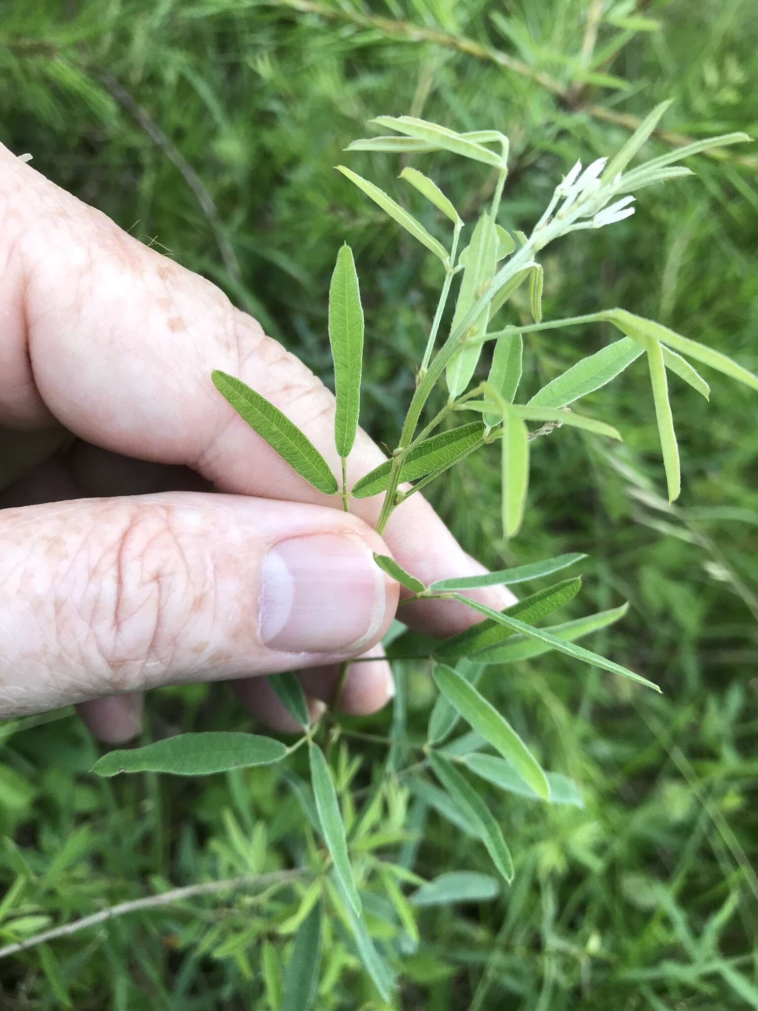 Lespedeza virginica (L.) Britton的圖片