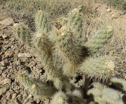 Image de Cylindropuntia abyssi (Hester) Backeb.