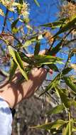 Image de Tripodanthus acutifolius (Ruiz & Pav.) van Tiegh.