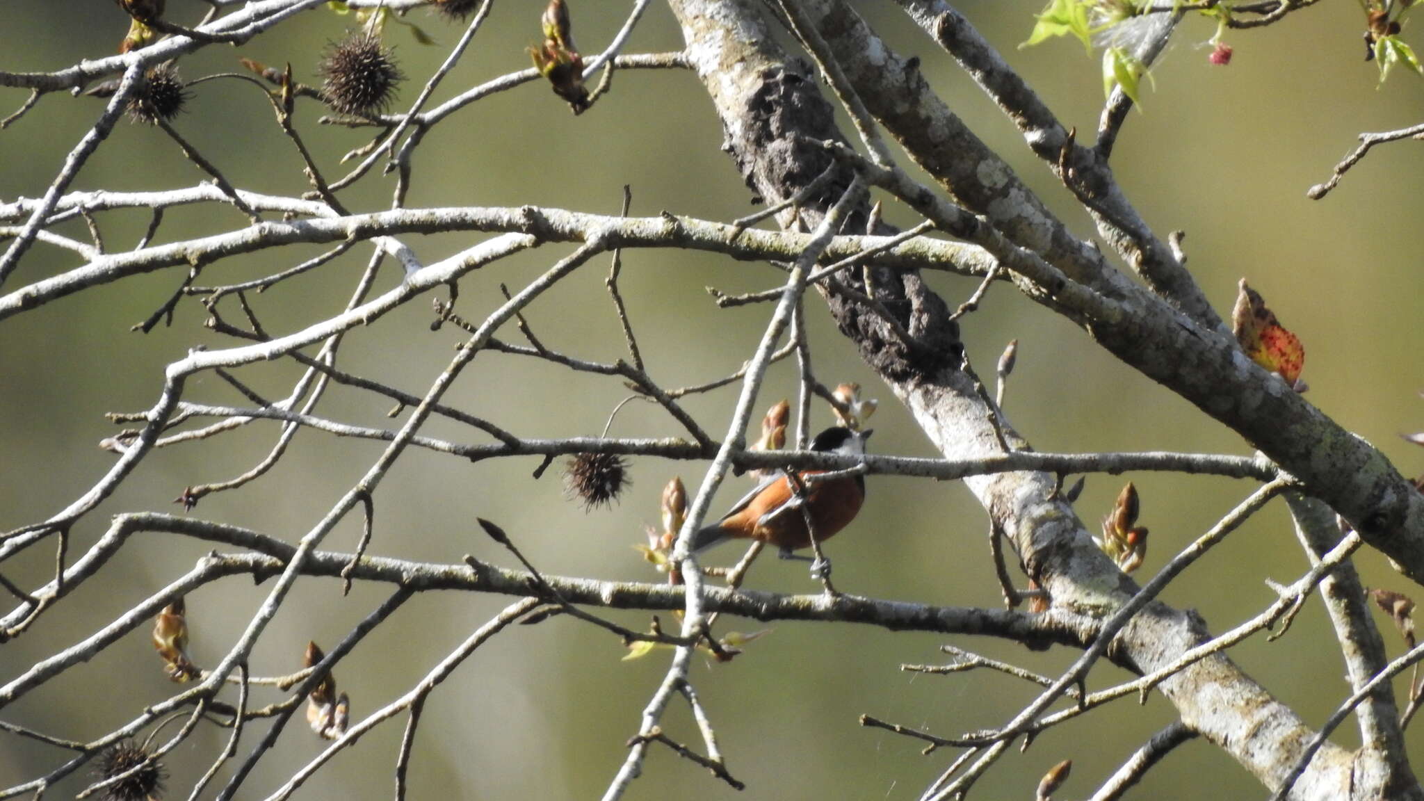 Image of Chestnut-bellied Tit