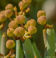 Imagem de Euphorbia arbuscula Balf. fil.