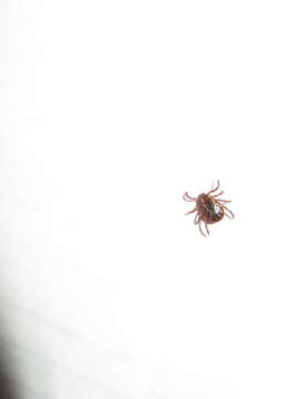 Image of American dog tick