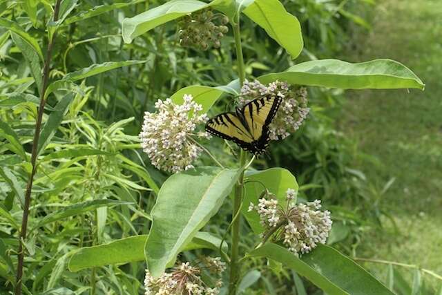 Image of common milkweed