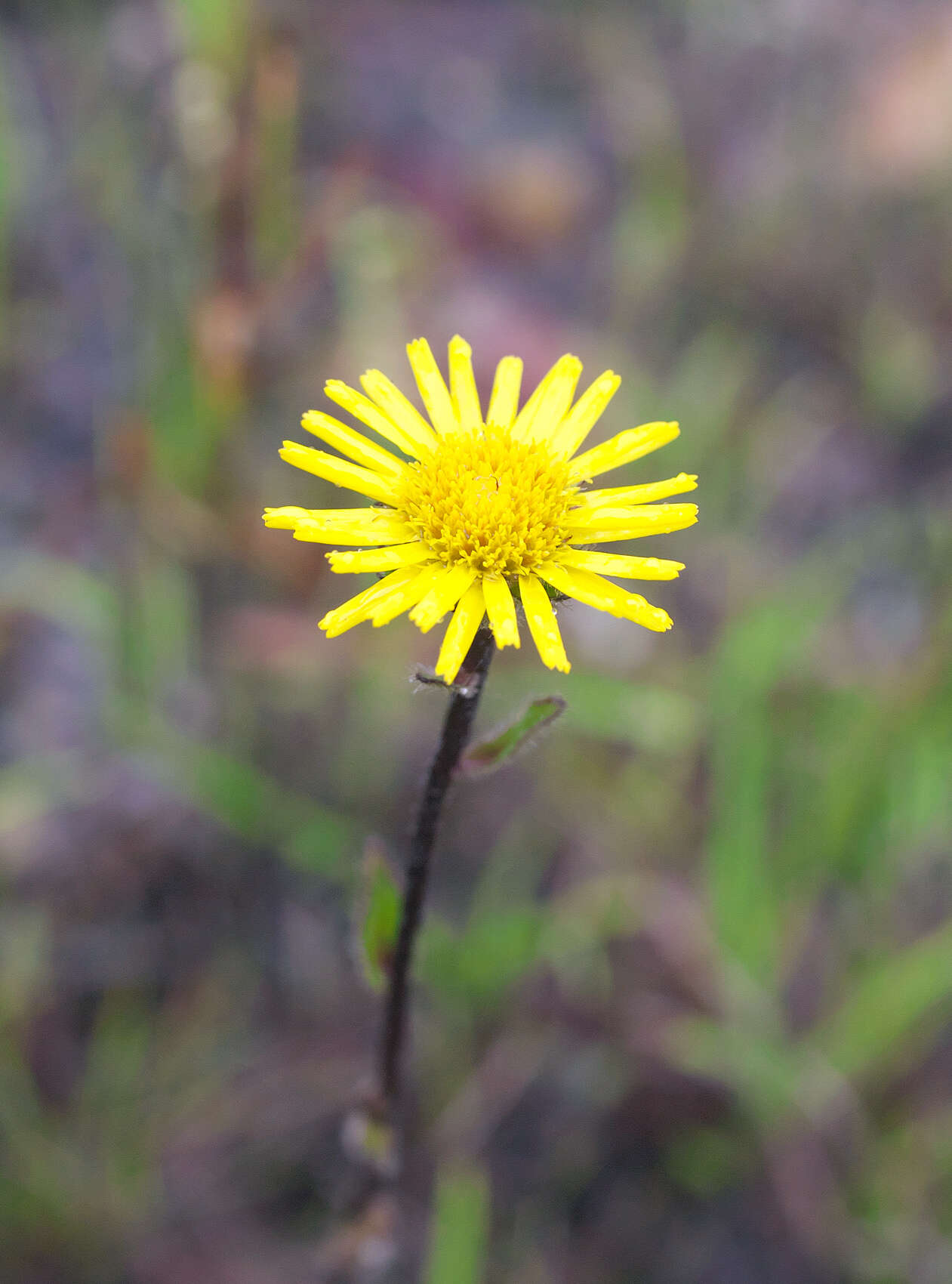 Image of Inula ciliaris (Miq.) Matsum.