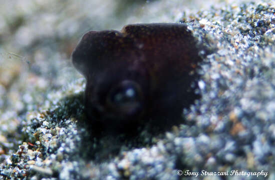 Image of Humming-bird Bobtail Squid