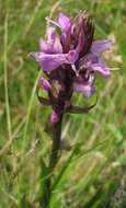 Image of Dactylorhiza praetermissa subsp. praetermissa