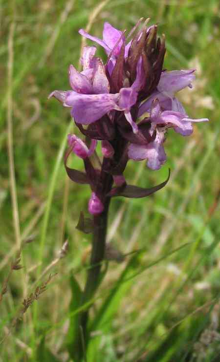 Image of Dactylorhiza praetermissa subsp. praetermissa