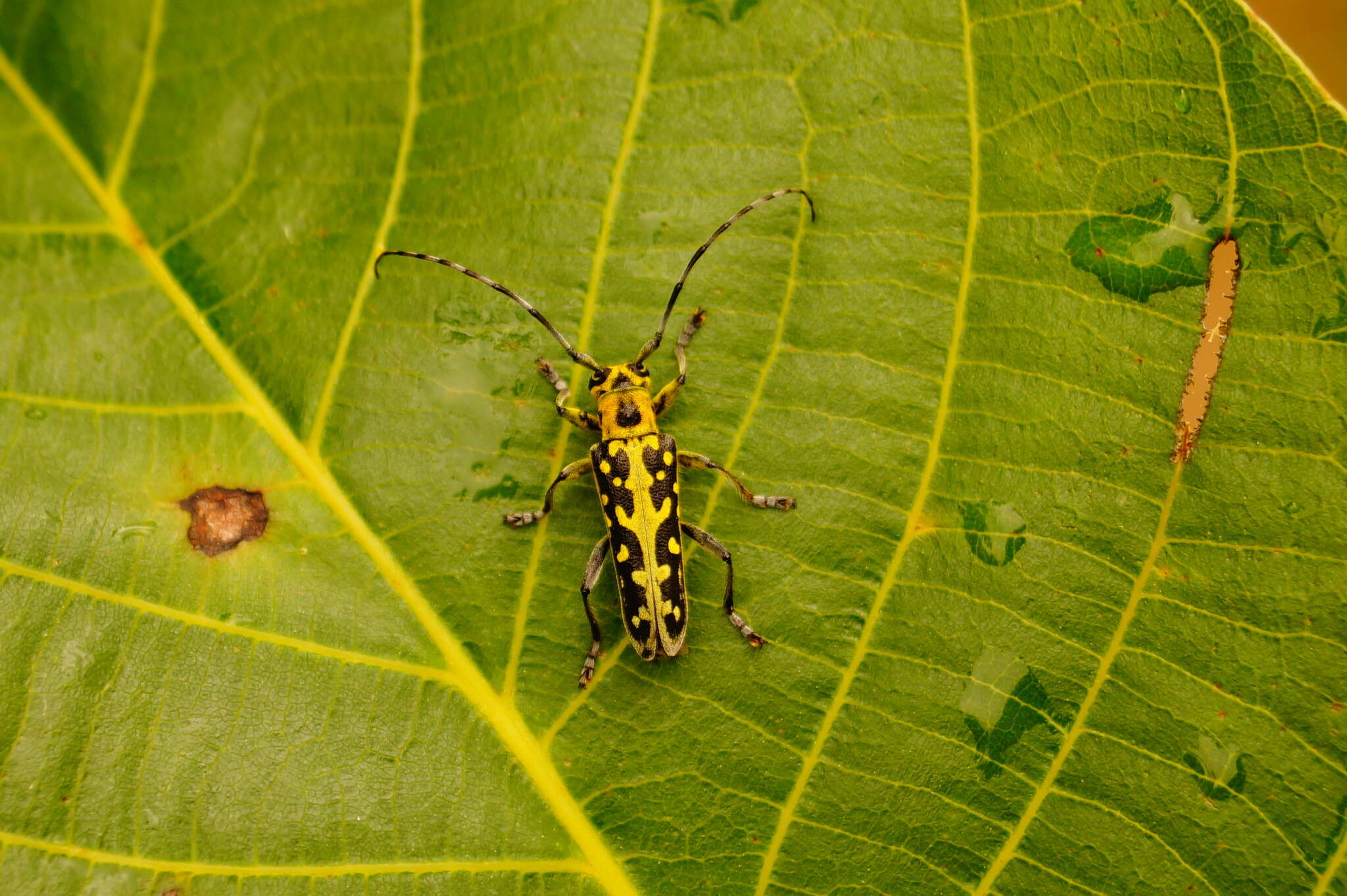 Saperda (Lopezcolonia) scalaris (Linné 1758) resmi