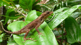 Image of Anolis bicaorum (Köhler 1996)