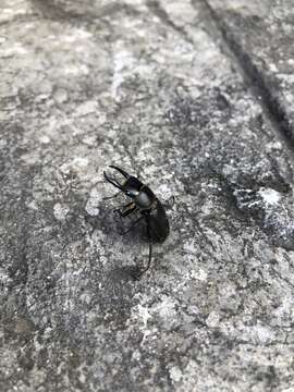 Image of smallstagbeetle