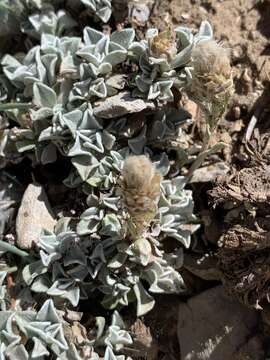 Image de Antennaria soliceps Blake