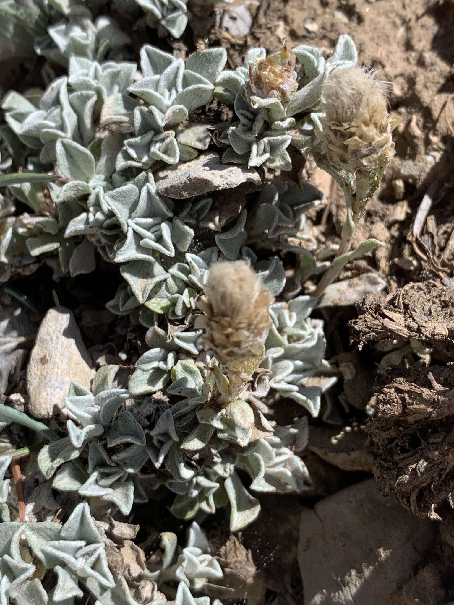 Image de Antennaria soliceps Blake