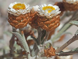 Image of Helichrysum cochleariforme DC.