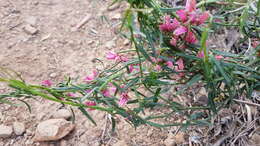 Image of Microloma sagittatum (L.) R. Br.