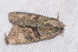 Image of Cryphia ochsi Boursin 1940