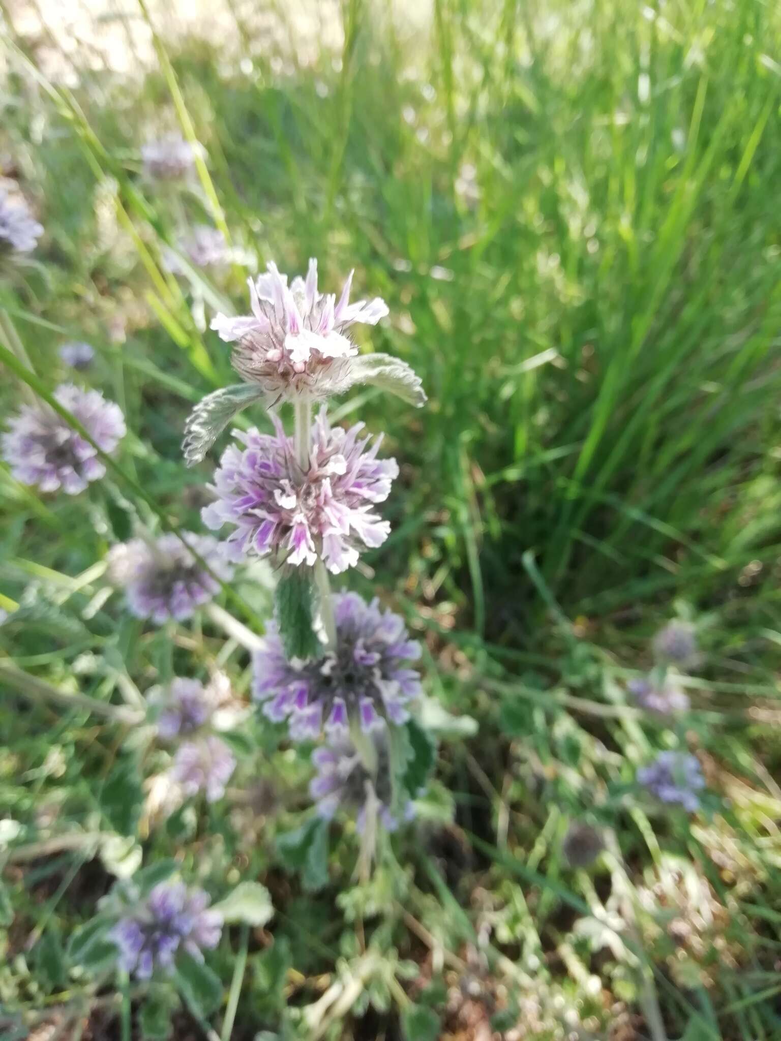 Image of horehound