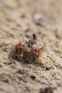 Image of Drosera citrina var. nivea (Lowrie & Carlquist) Schlauer