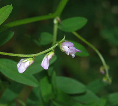 Imagem de Vicia disperma DC.