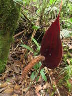 Image of Anthurium caramantae Engl.