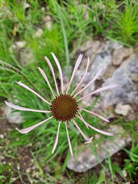 Image of wavyleaf purple coneflower