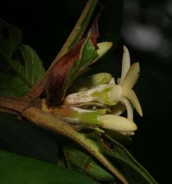 Image of Amaioua guianensis Aubl.