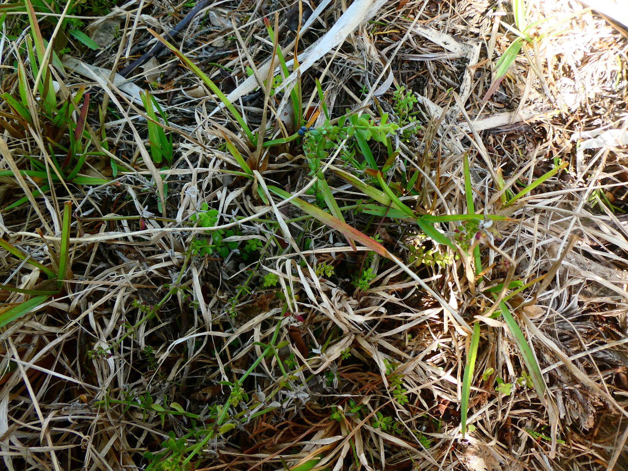 Image of Galium bermudense L.