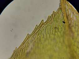 Image of Blytt's calcareous moss